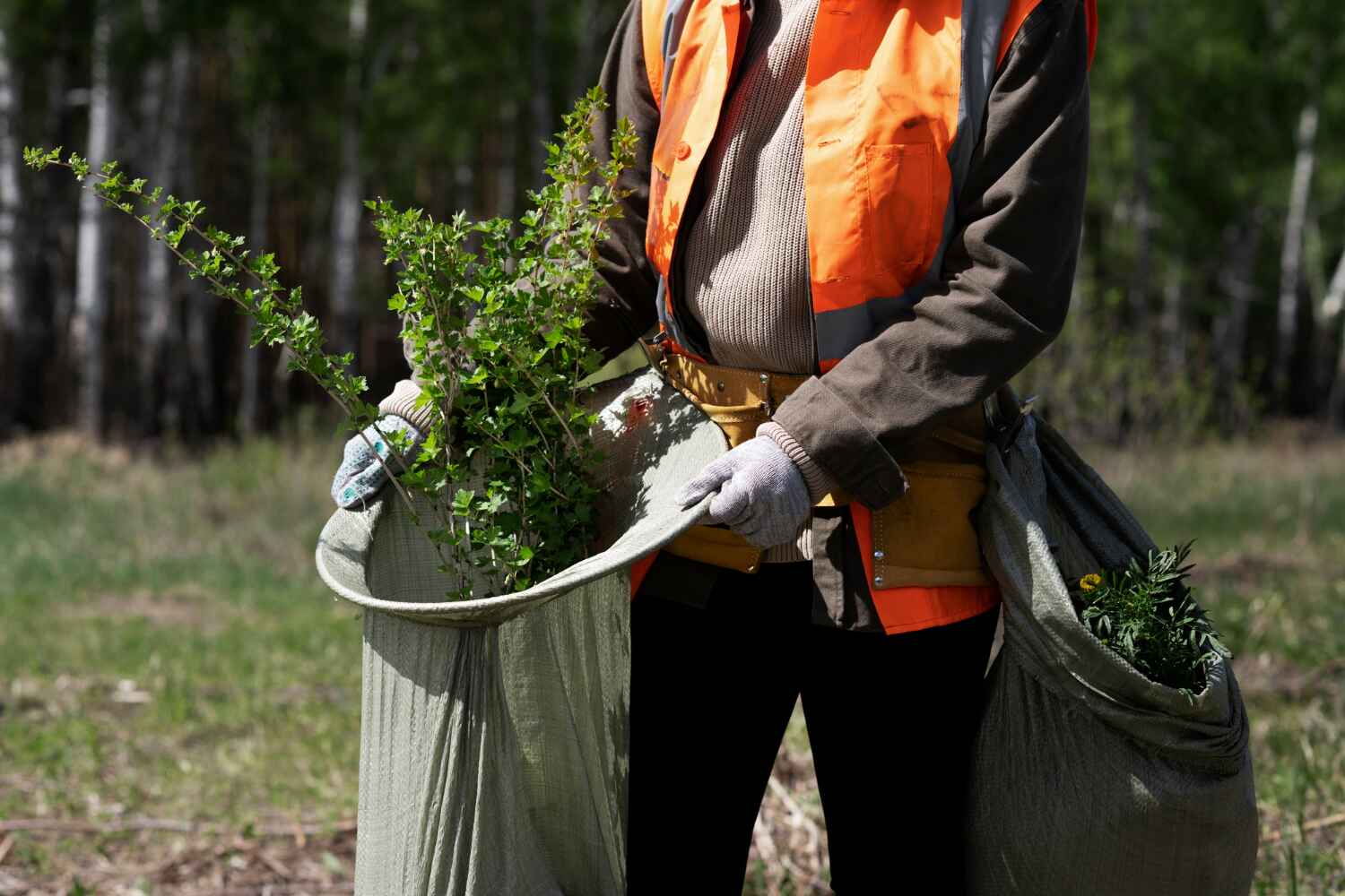 The Steps Involved in Our Tree Care Process in Elsberry, MO